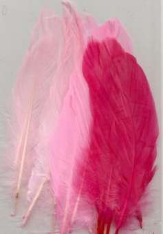 Federn hellrosa, rosa, pink Beutel à 15 Stück SPEZIALBESTELLUNG